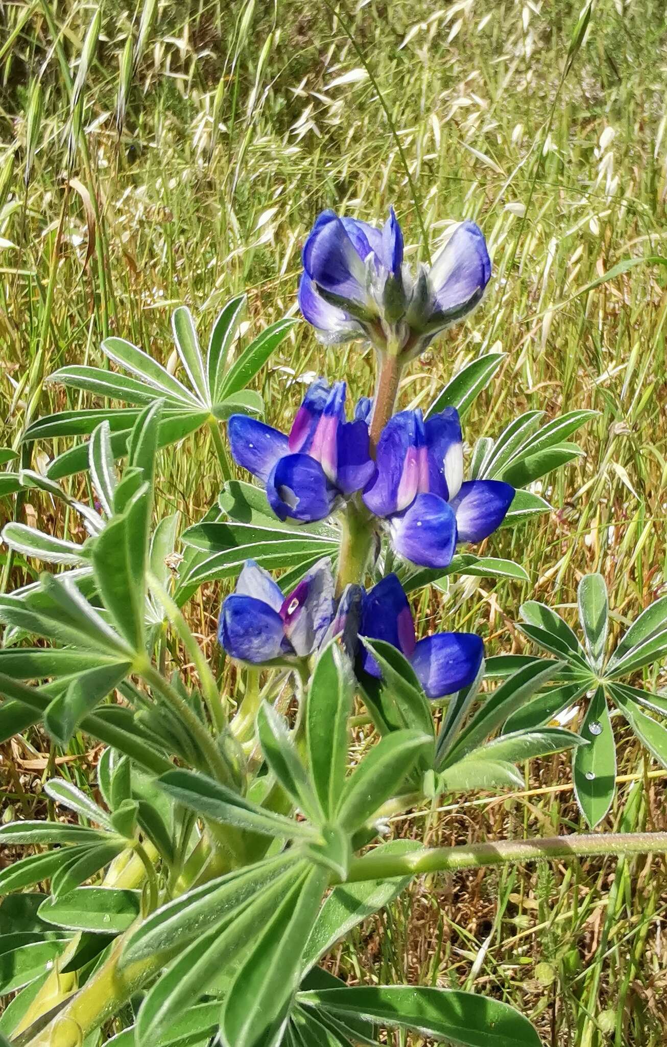 Image of Lupinus cosentinii Guss.