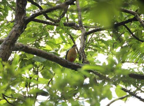 Image of Indian Pitta