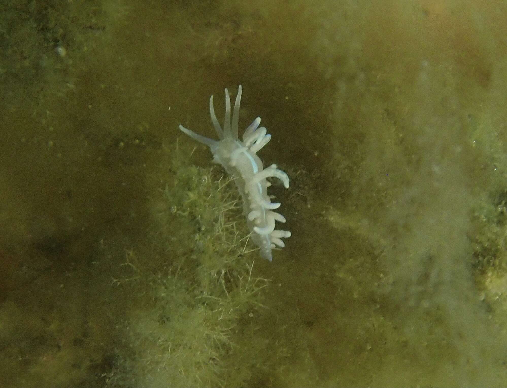 Image of coral nudibranch