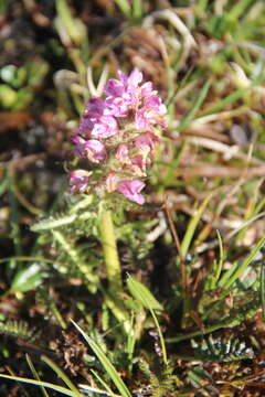 Imagem de Pedicularis arctoeuropaea (Hultén) U. Molau & D. F. Murray