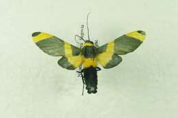 Image of Viviennea ardesiaca Rothschild 1909