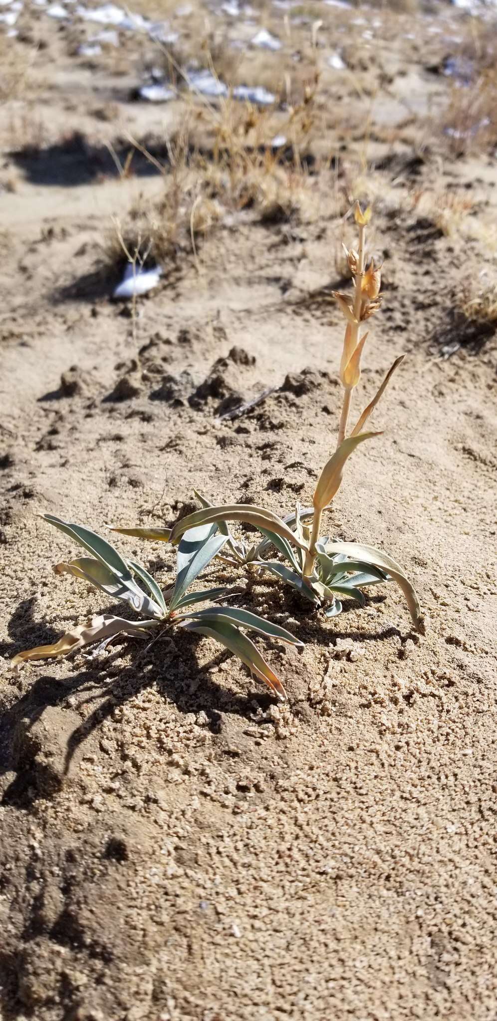 Image of Penstemon lentus var. lentus