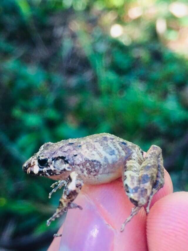 Image of Pygmy Free-fingered Frog