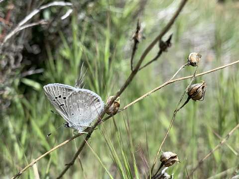 Image of <i>Aricia icarioides</i>