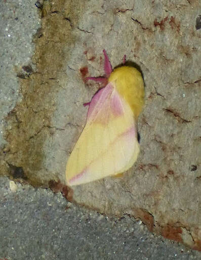 What Are Rosy Maple Moths? - Viral Pink and Yellow Moth Photo