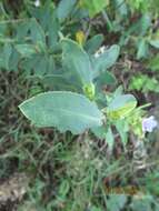 Image of Lobostemon montanus (DC.) Buek