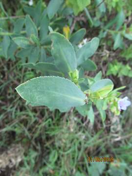 Image of Lobostemon montanus (DC.) Buek