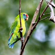 Image of Philippine Hanging Parrot