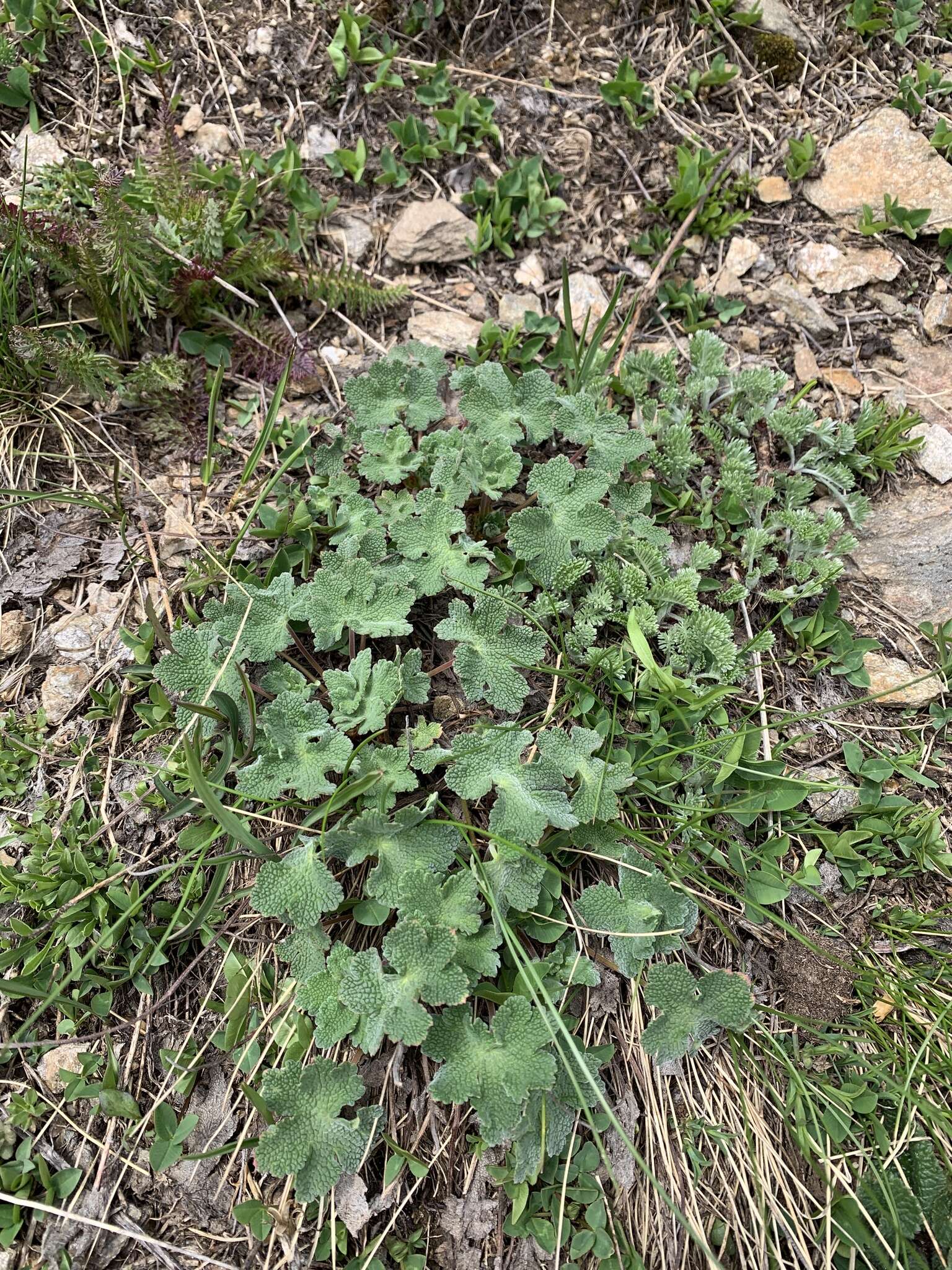 Image of cranesbill