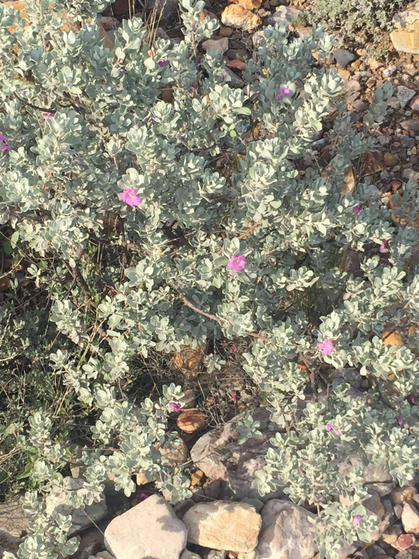 Image de Leucophyllum frutescens (Berl.) I. M. Johnston