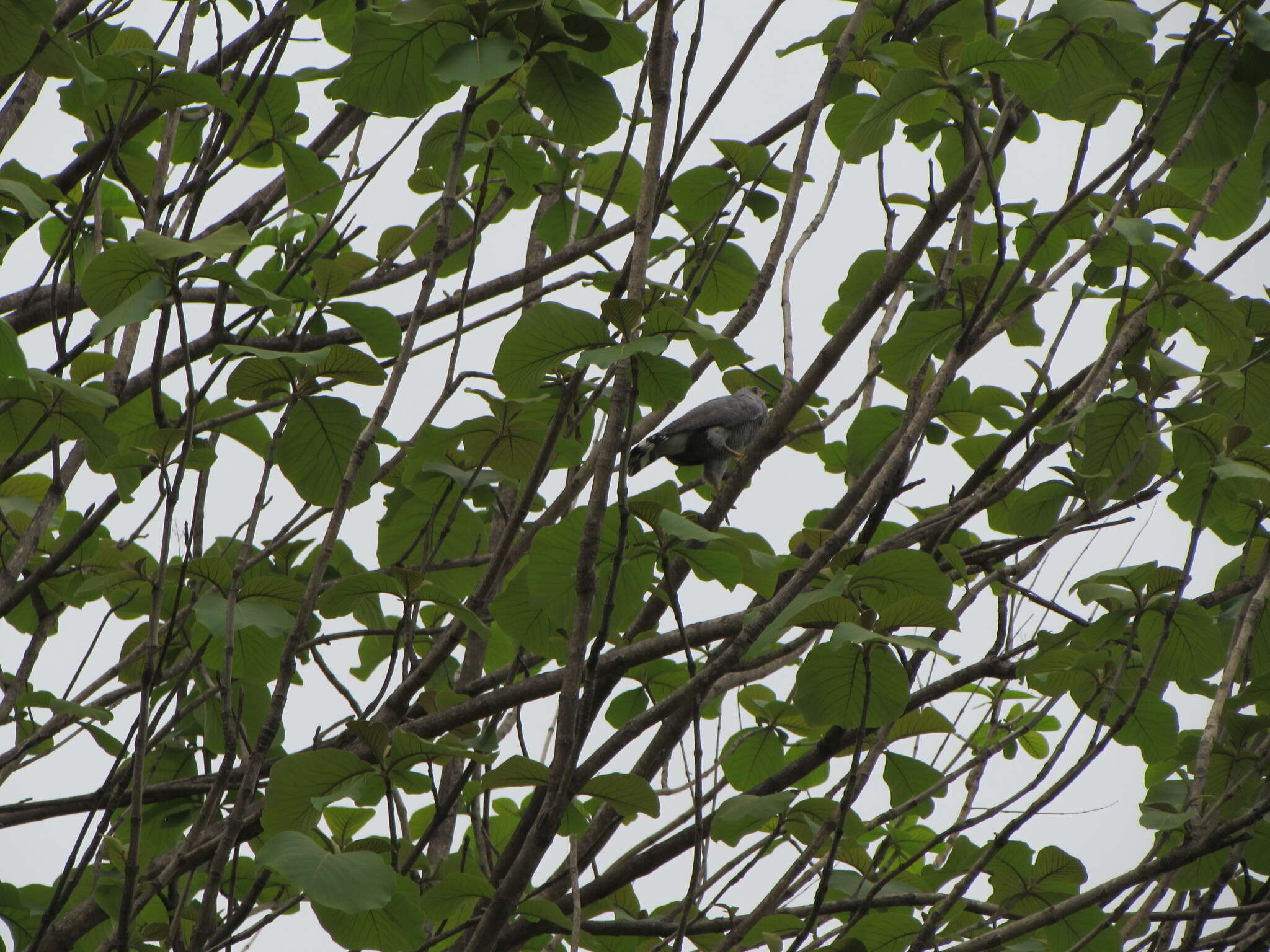 Image of Grey-lined Hawk