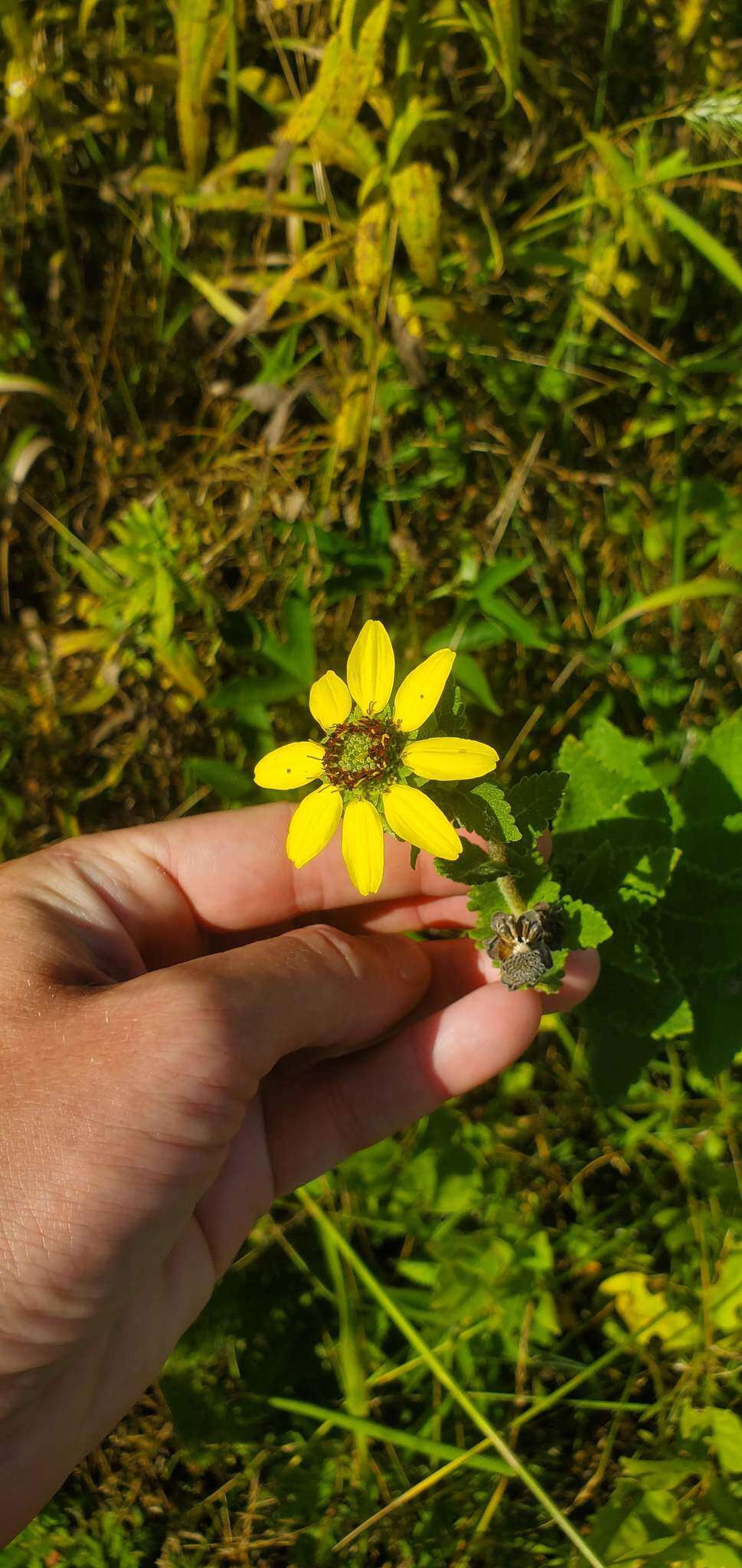 Image of Texas greeneyes