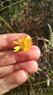 Image of lemonyellow false goldenaster