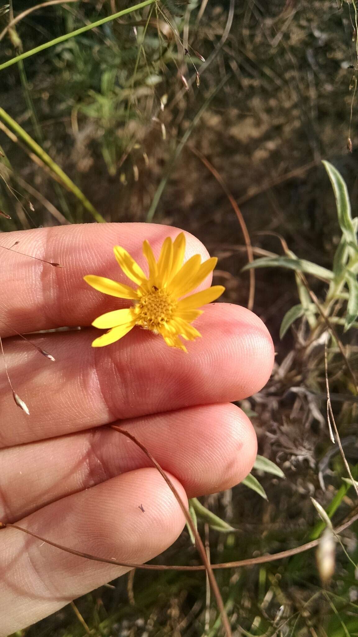 Image of lemonyellow false goldenaster