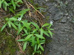 Слика од Moehringia macrophylla (Hook.) Fenzl