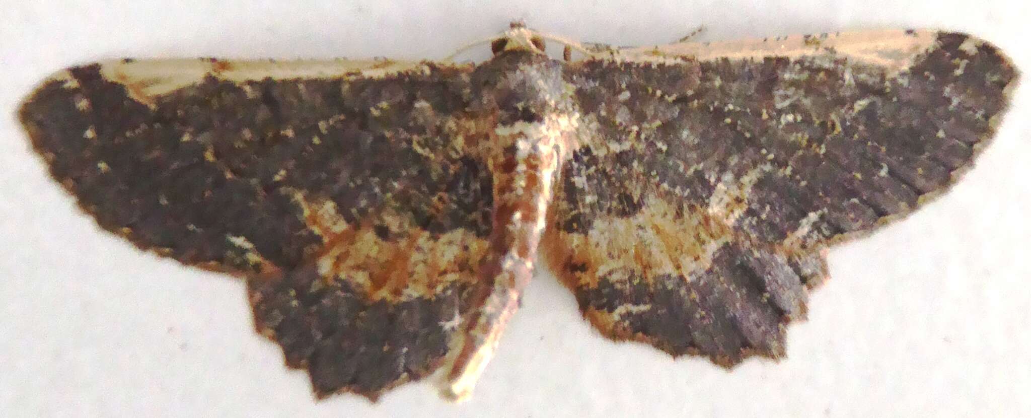 Image of <i>Abaciscus costimacula</i>
