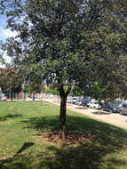 Image of Holm Oak