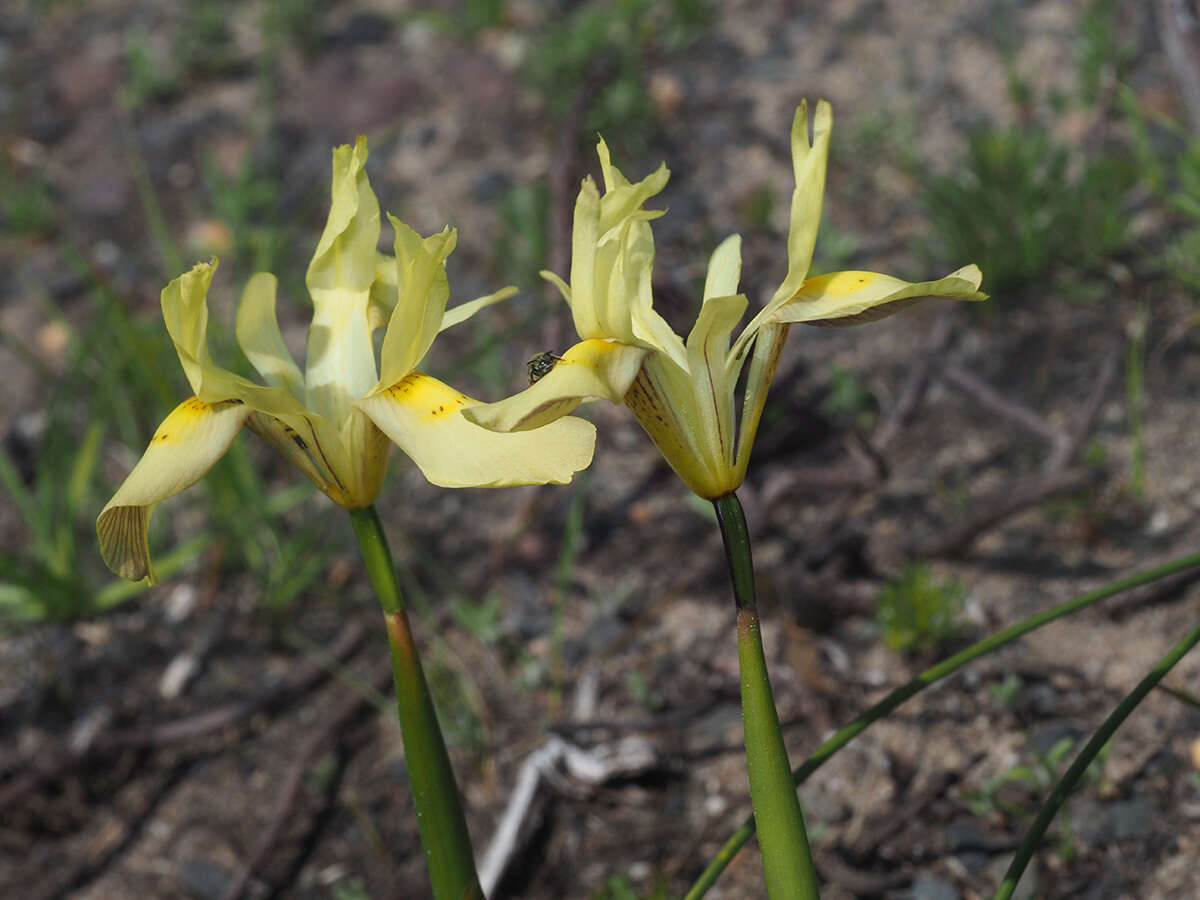 Image of Moraea angusta (Thunb.) Ker Gawl.