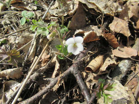 Image of Viola alexandrowiana (W. Beck.) Juz.