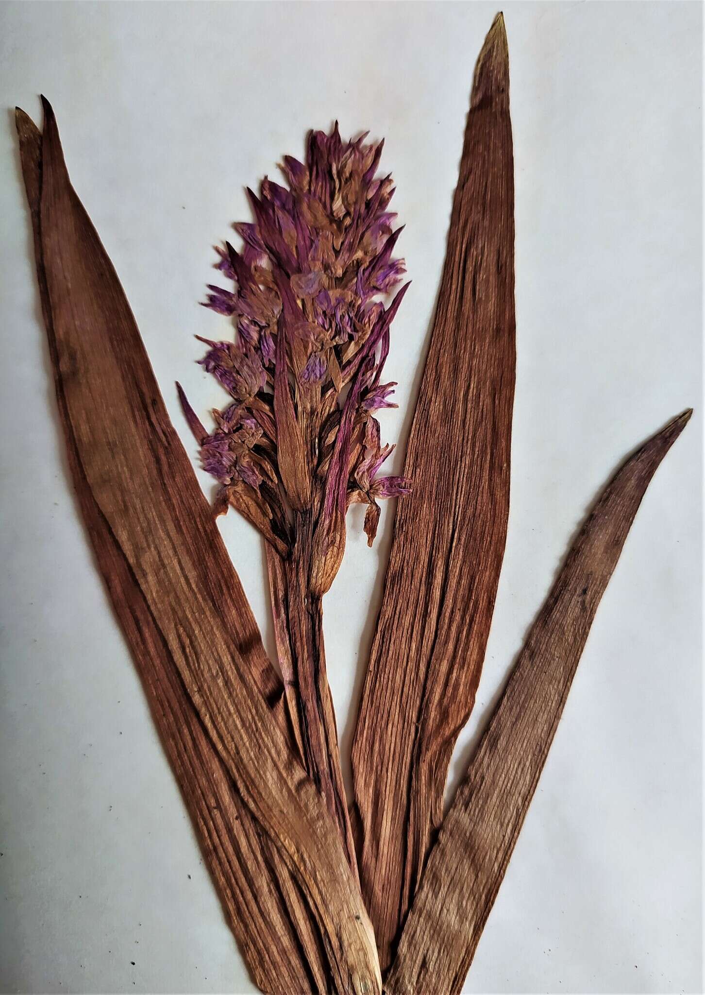 Dactylorhiza incarnata subsp. incarnata resmi