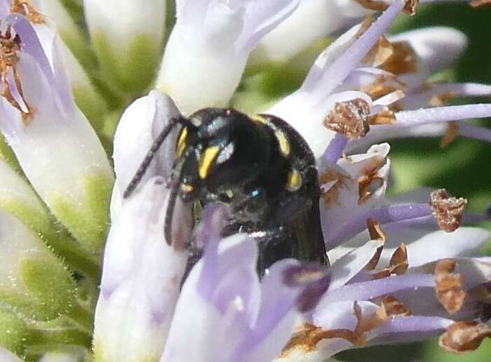 Image of Māori Masked Bee