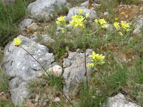 Image of Buckler Mustard