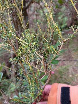 Image of Olearia solandri (Hook. fil.) Hook. fil.