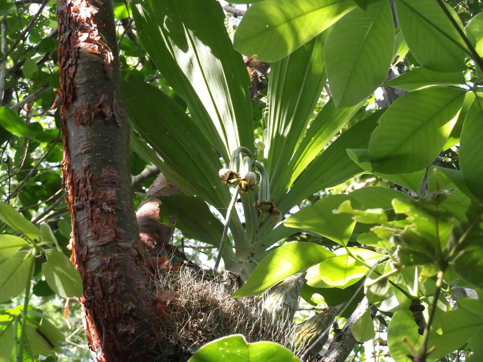 Image of Catasetum integerrimum Hook.