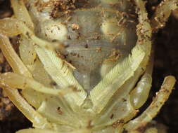 Image of Buthus montanus Lourenço & Vachon 2004