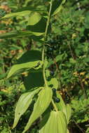 Слика од Polygonatum odoratum var. maximowiczii (F. Schmidt) Koidz.