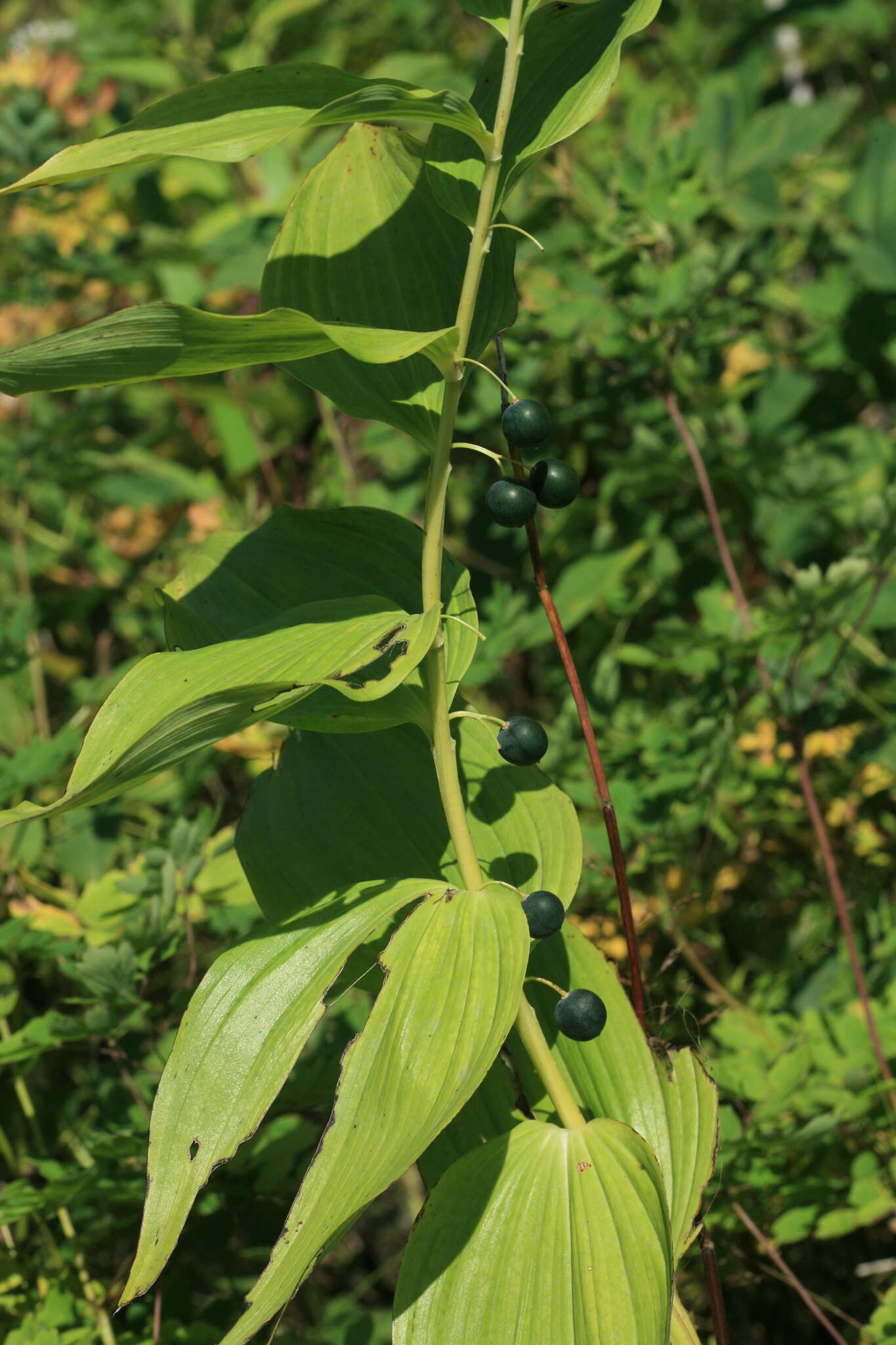 Слика од Polygonatum odoratum var. maximowiczii (F. Schmidt) Koidz.
