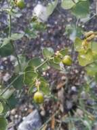 Image of serrate spurge