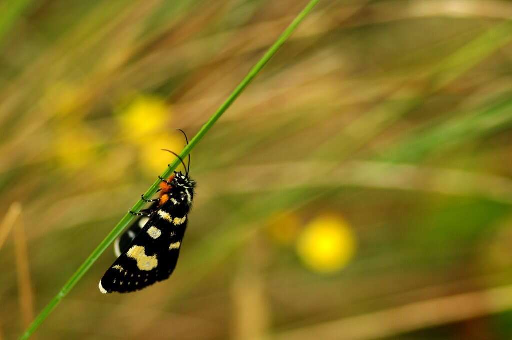 Imagem de Phalaenoides tristifica Hb. 1819