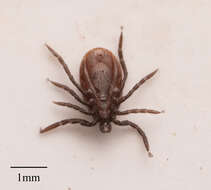 Image of Western Black-legged Tick