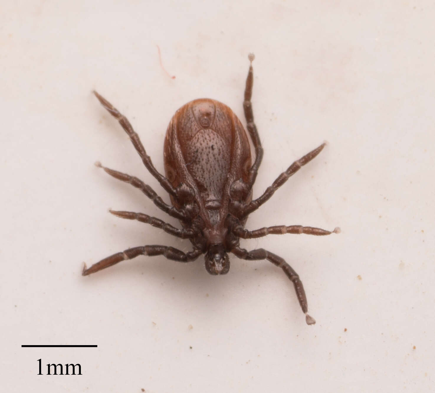 Image de Ixodes pacificus Cooley & Kohls 1943