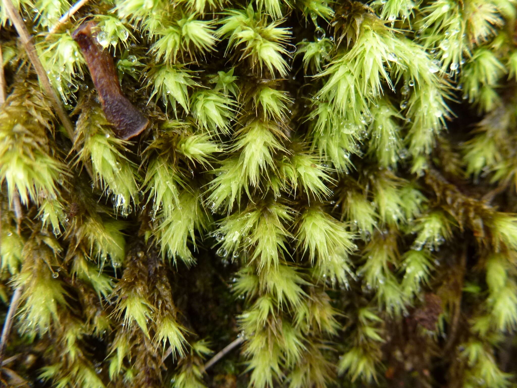 Image de Breutelia affinis Mitten 1856