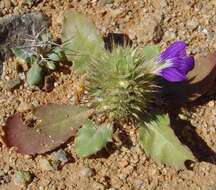 Acanthopsis disperma Harv. resmi