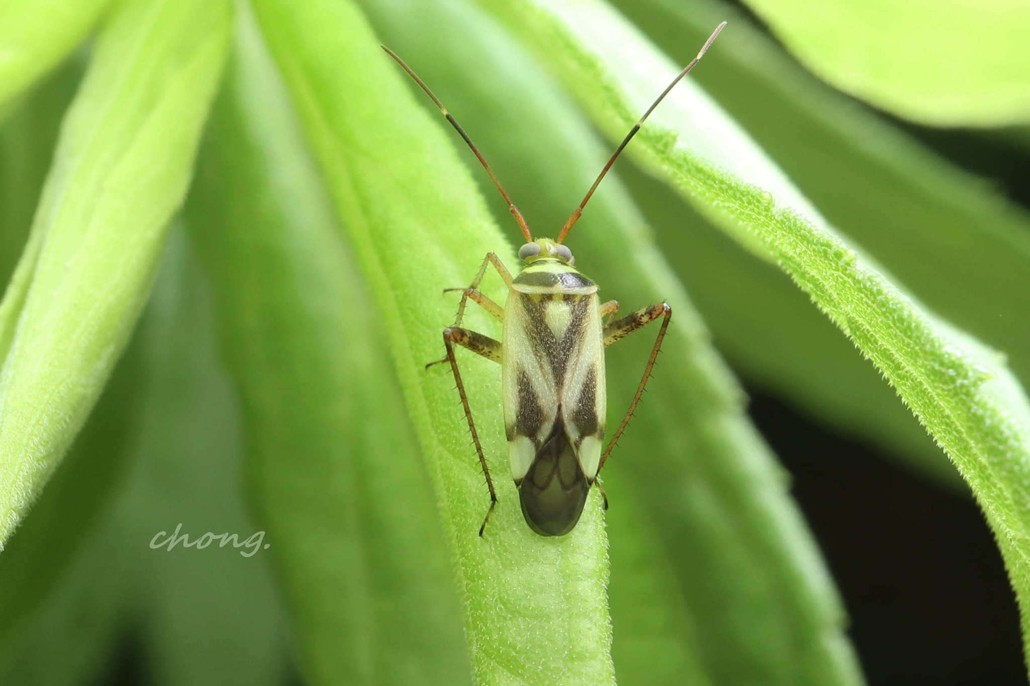 Sivun Adelphocoris fasciaticollis Reuter 1903 kuva