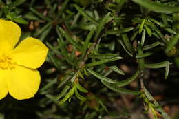 Image of Hibbertia procumbens (Labill.) DC.