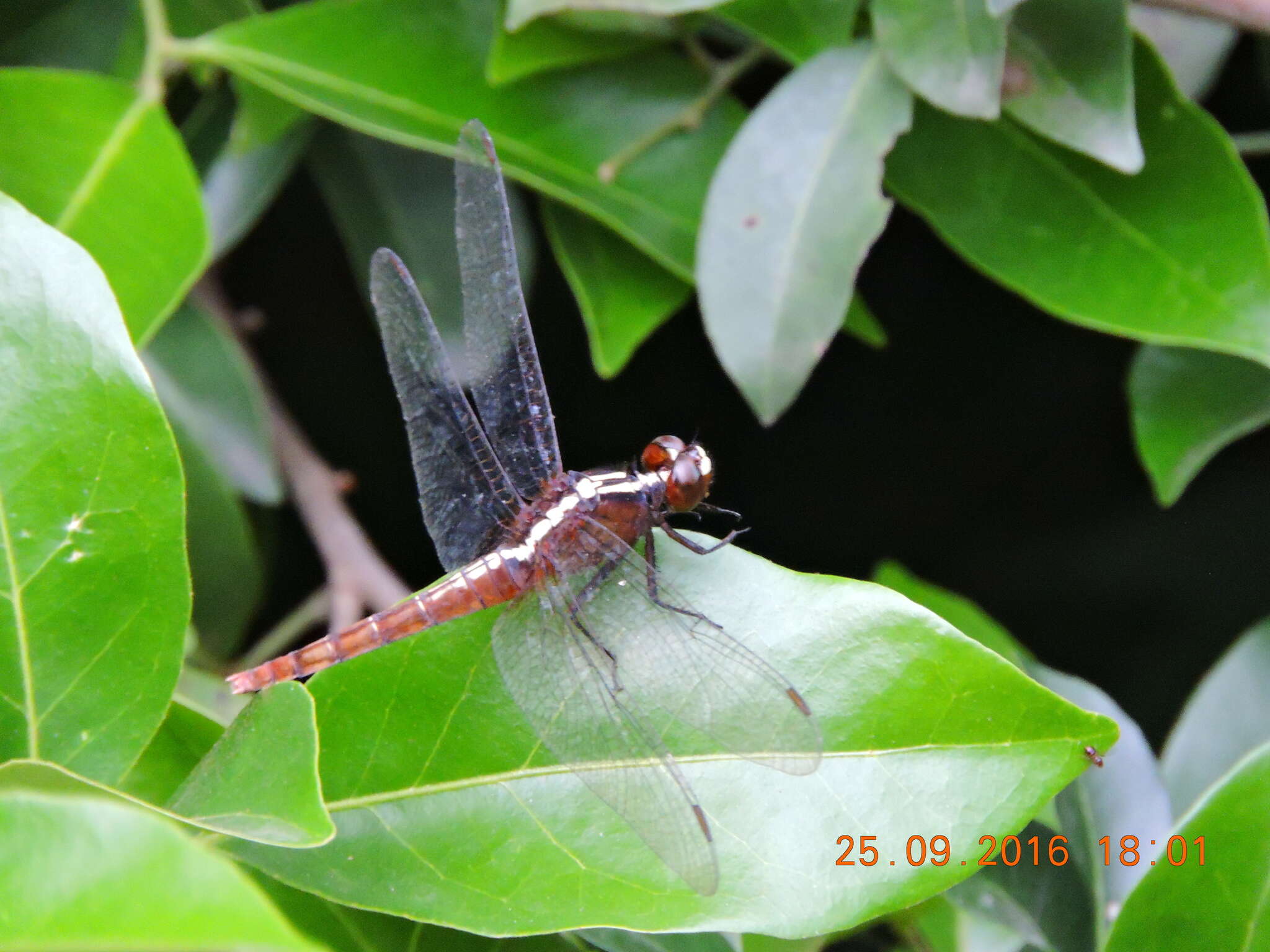 Imagem de Rhodothemis rufa (Rambur 1842)