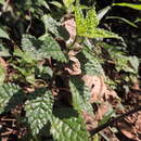 Image of Pilea rivularis Wedd.