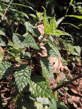 Image of Pilea rivularis Wedd.