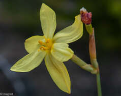 Image of Bobartia filiformis (L. fil.) Ker Gawl.