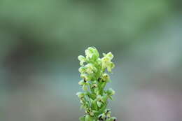 Image of palegreen orchid