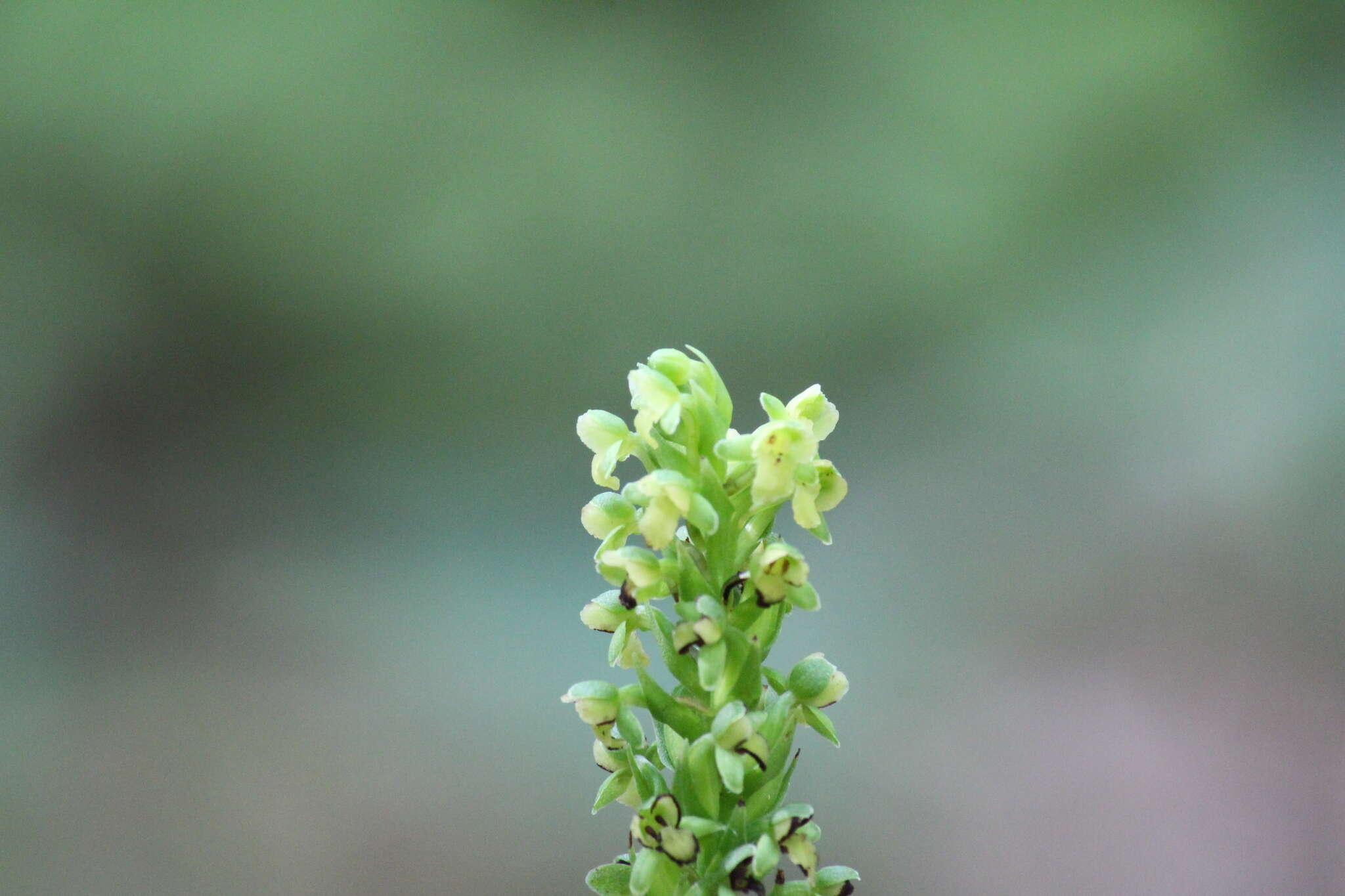 Platanthera flava var. flava的圖片