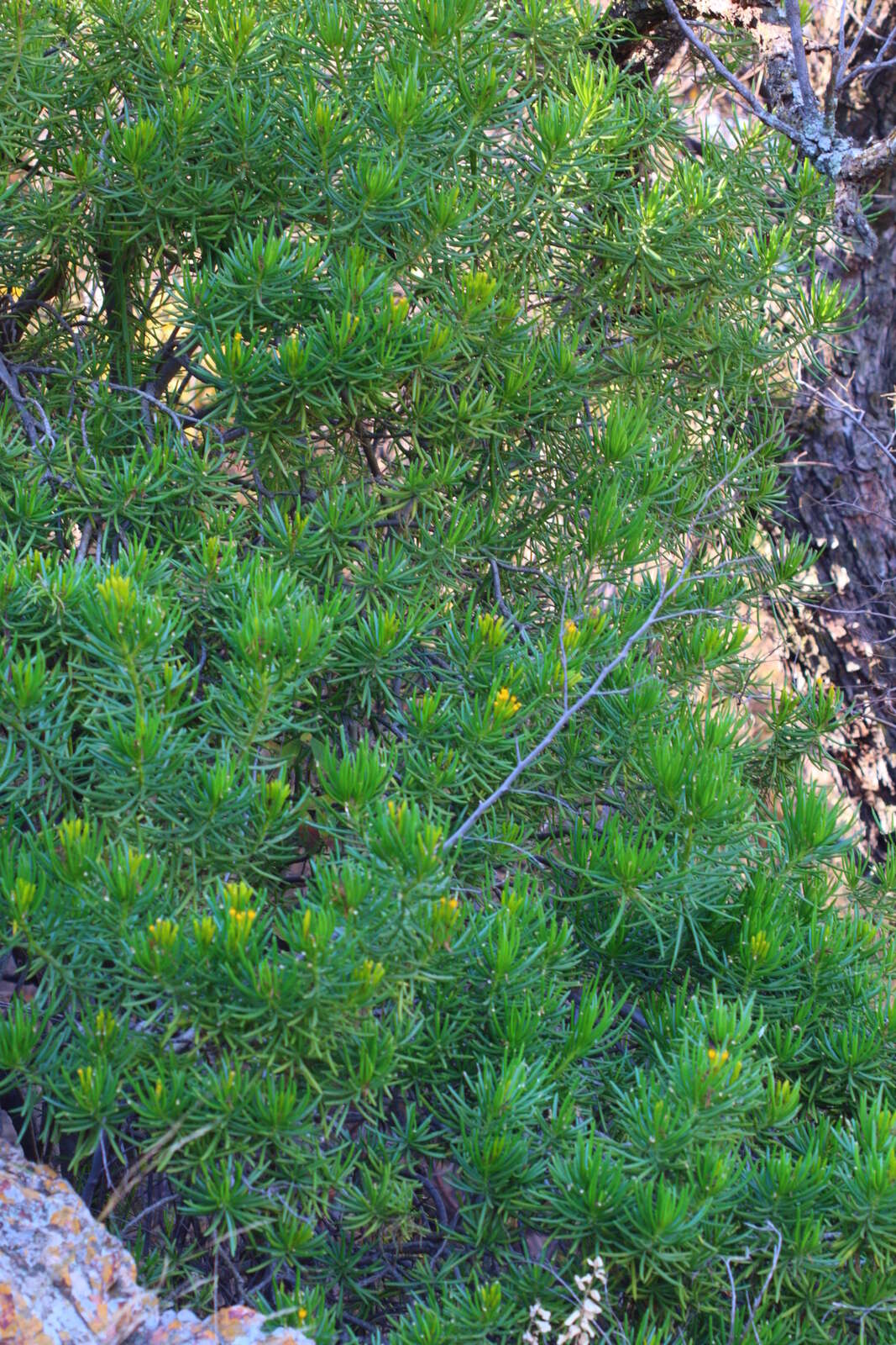 Image of Kleinia barbertonica (Klatt) Burtt Davy