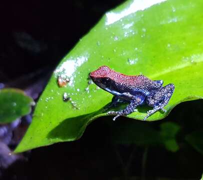 Image of ruby poison frog