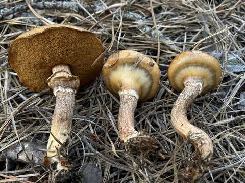 Image of Suillus salmonicolor (Frost) Halling 1983