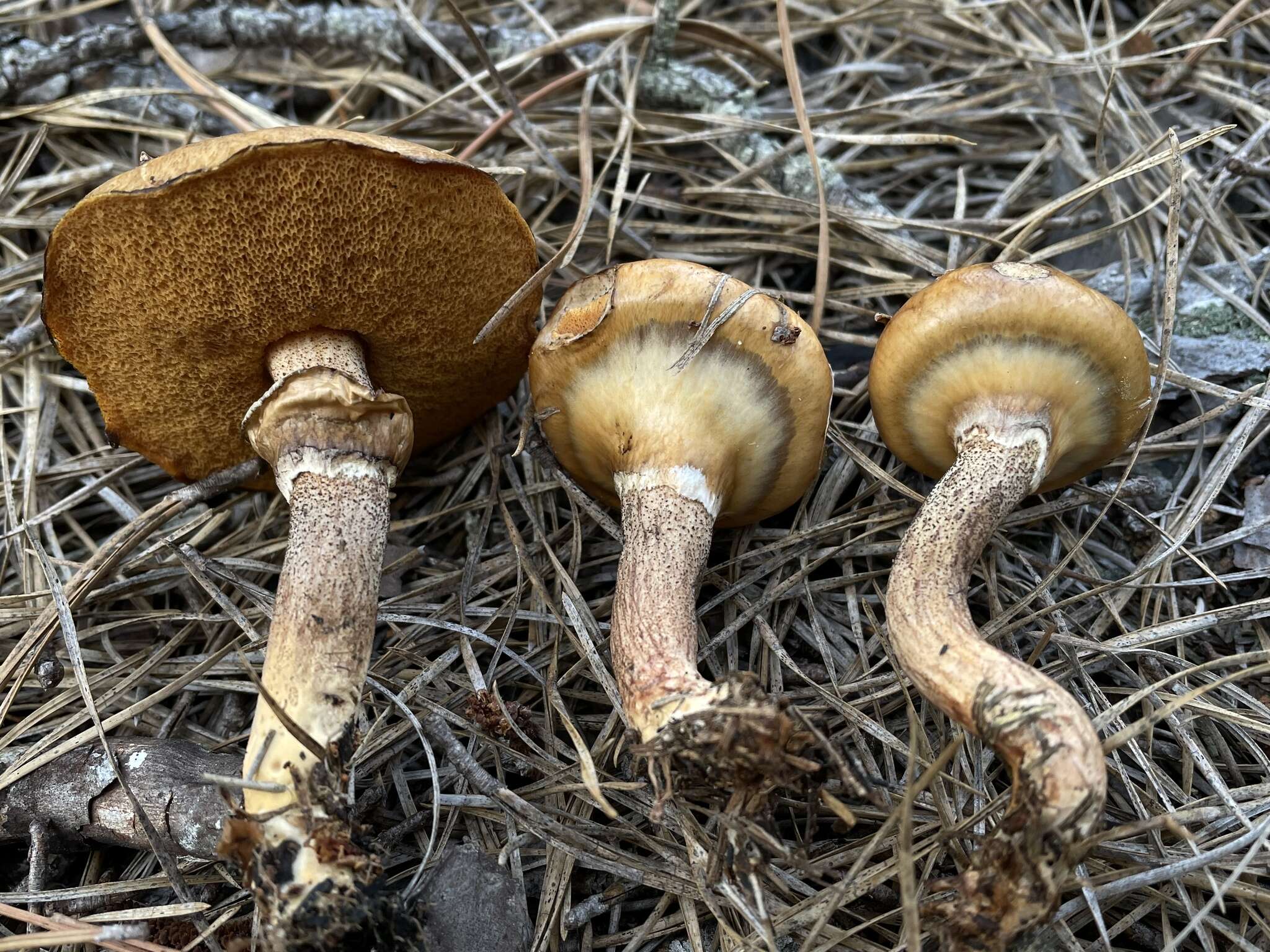 Image de Suillus salmonicolor (Frost) Halling 1983