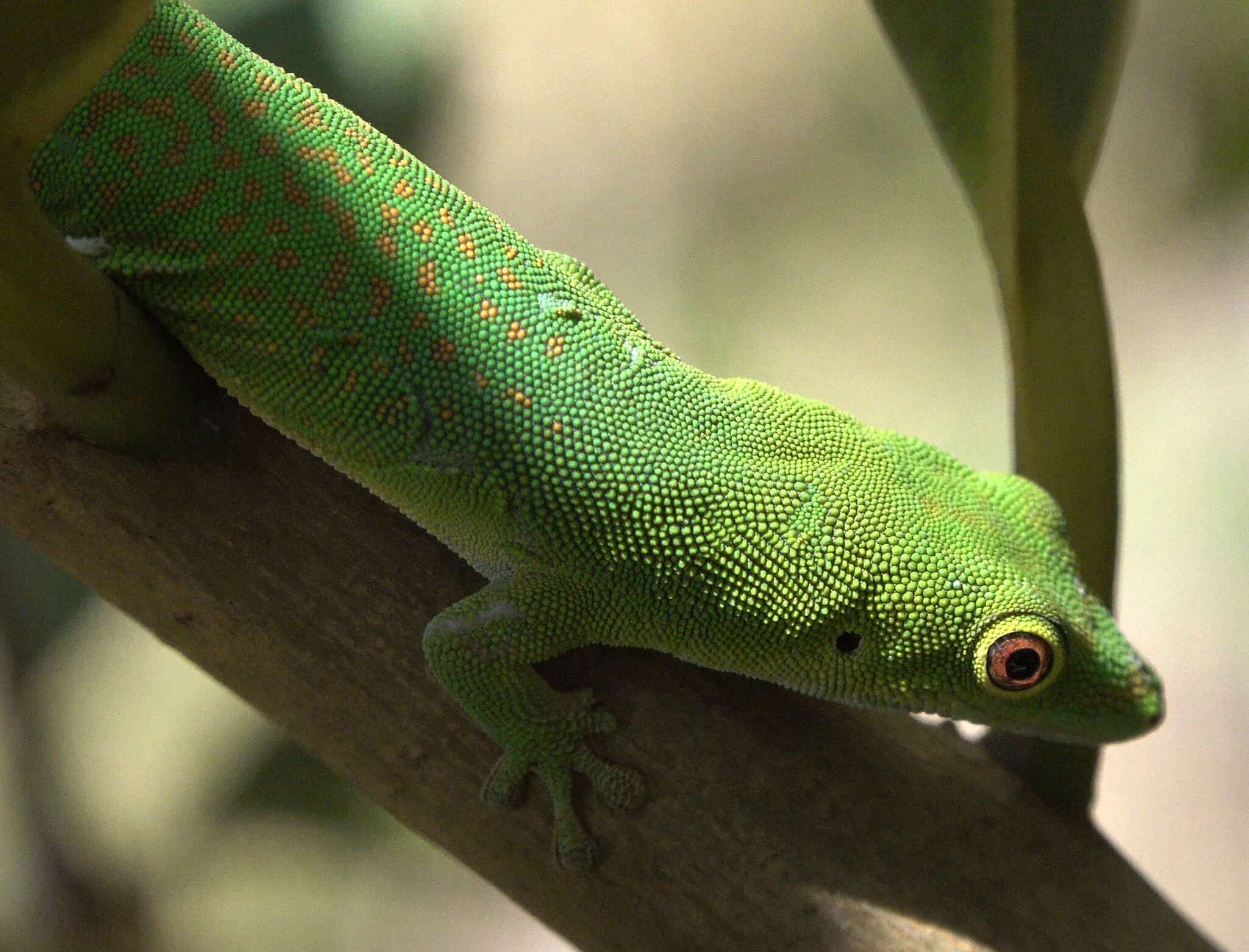 Imagem de Phelsuma v-nigra anjouanensis Meier 1986